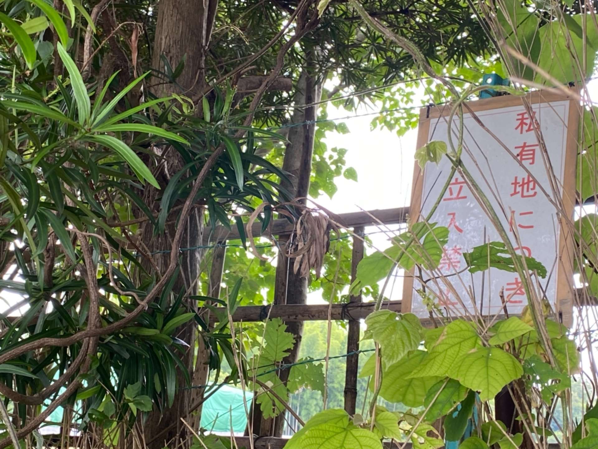 初めて知った隠れ史跡！？三重県津市に巨大仏像発見